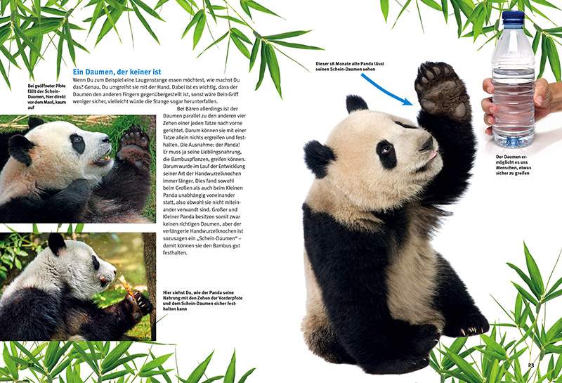 Preview: Entdecke die Pandas